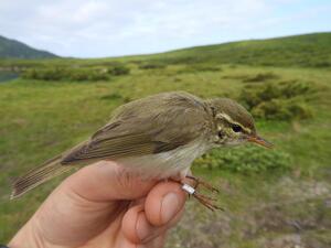 鳥のサイエンストーク「 メボソムシクイとそっくりな鳥、オオムシクイはどこで繁殖するのか？」